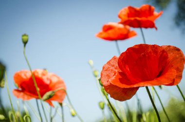 Çiçekli sezonu kırmızı haşhaş