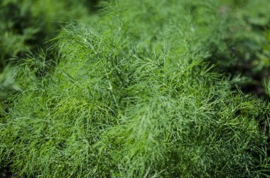 Bahçedeki yeşil dereotu