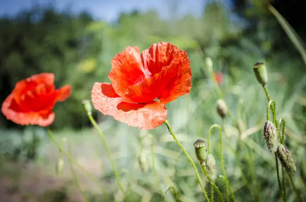 Papoilas vermelhas na estação de floração — Fotografia de Stock