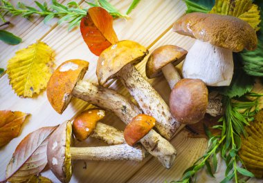 farklı yenilebilir mantar