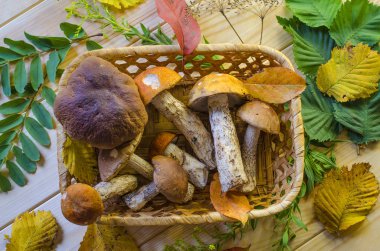 farklı yenilebilir mantar