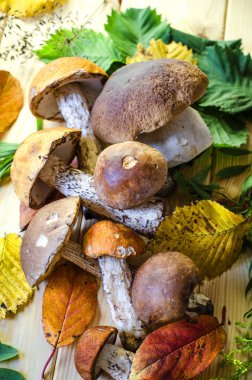 farklı yenilebilir mantar