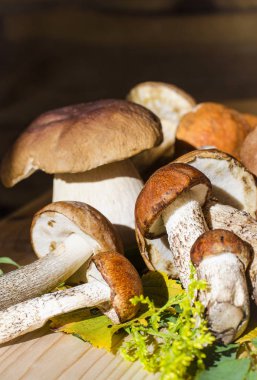 farklı yenilebilir mantar