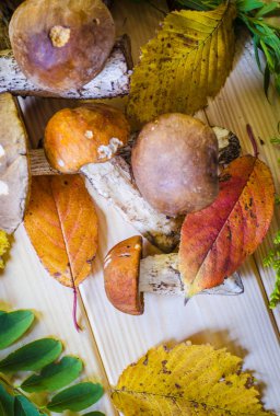 farklı yenilebilir mantar