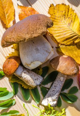 farklı yenilebilir mantar