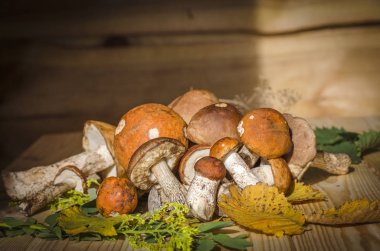 farklı yenilebilir mantar