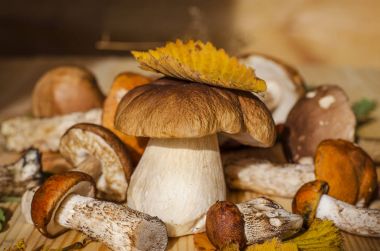 farklı yenilebilir mantar