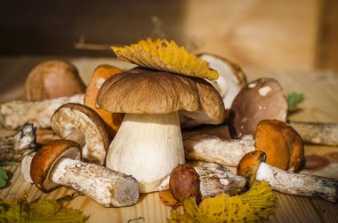 farklı yenilebilir mantar