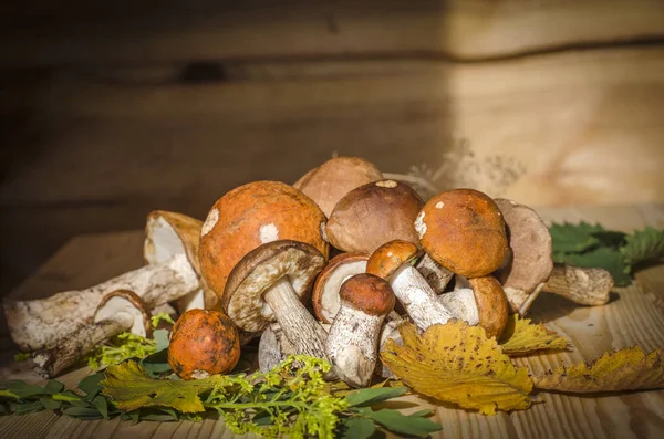 farklı yenilebilir mantar