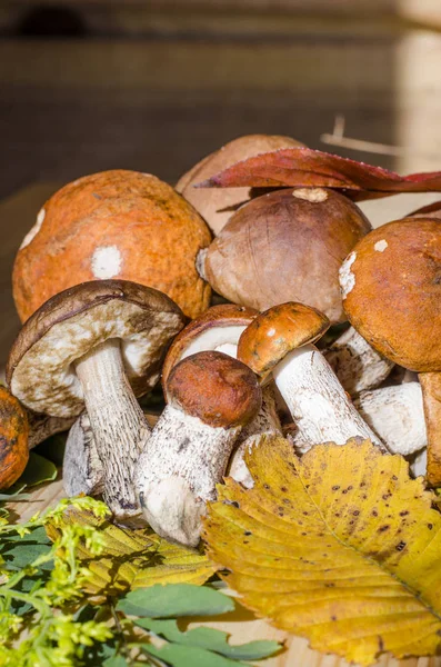 farklı yenilebilir mantar