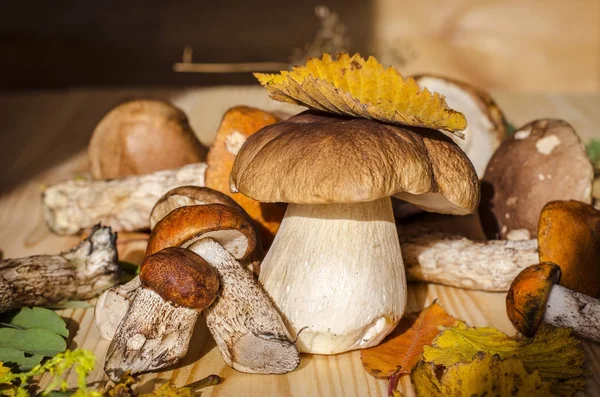 farklı yenilebilir mantar