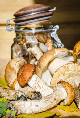 mantar bir kavanoz içinde