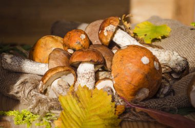 farklı yenilebilir mantar