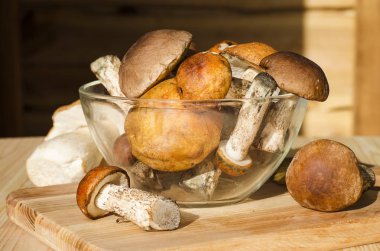 farklı yenilebilir mantar