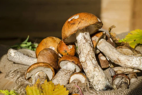 farklı yenilebilir mantar