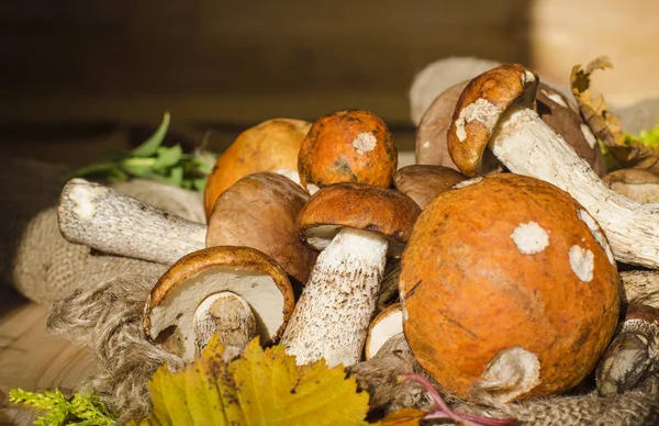 farklı yenilebilir mantar