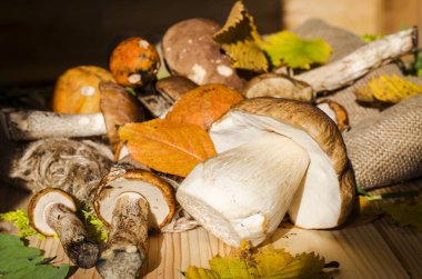 farklı yenilebilir mantar