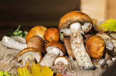 farklı yenilebilir mantar