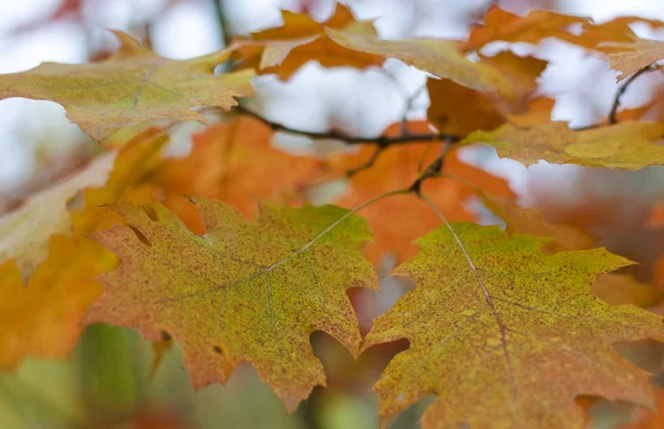 Feuilles de chêne jaune et rouge d'automne sur un arbre — Photo