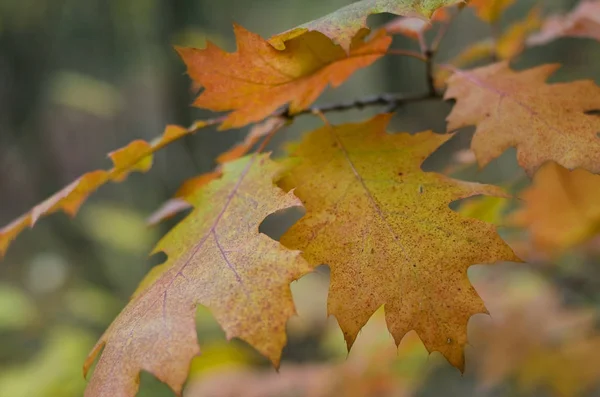 Żółty i czerwony dąb jesień liście na drzewie — Zdjęcie stockowe