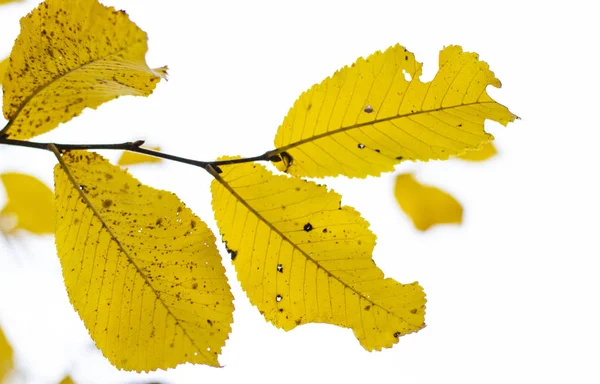 Żółte jesienne liście na drzewie — Zdjęcie stockowe