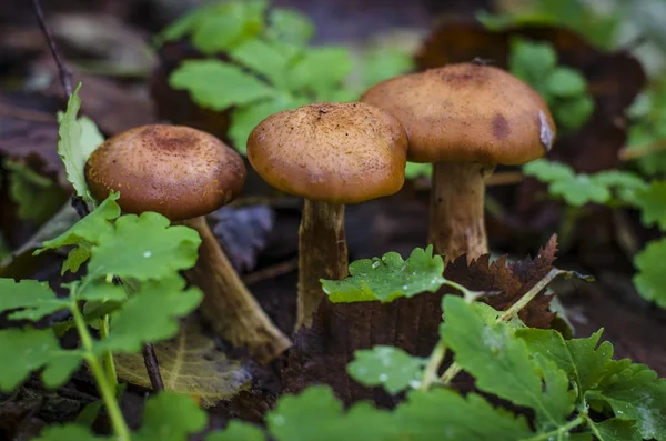 Outono cogumelos mel agarics crescendo na floresta — Fotografia de Stock