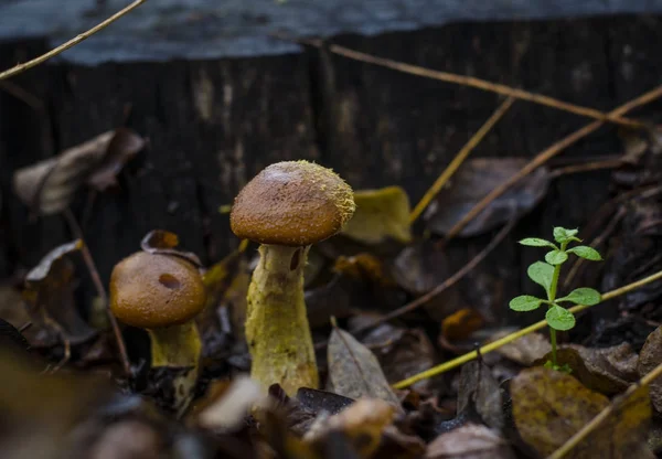 Herfst paddestoelen honing agarics groeien in het bos — Stockfoto