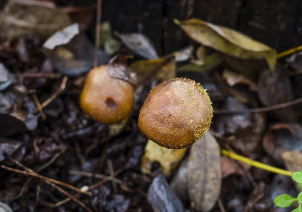 Höstens svamp honung agarics växer i skogen — Stockfoto