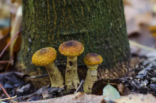 Autumn mushrooms honey agarics growing in the forest — Stock Photo, Image