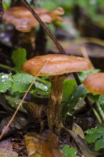 Herfst paddestoelen honing agarics groeien in het bos — Stockfoto