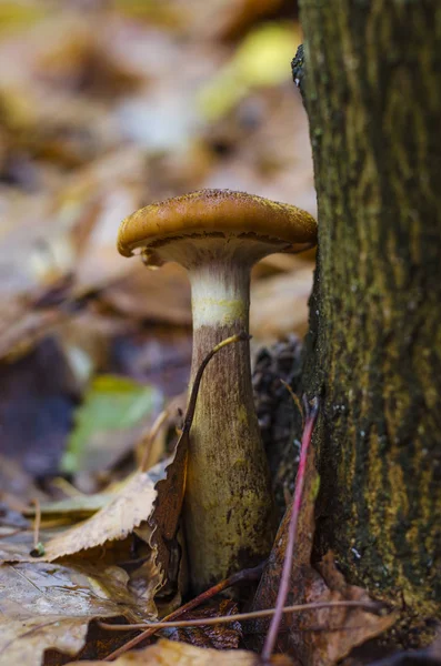 Outono cogumelos mel agarics crescendo na floresta — Fotografia de Stock
