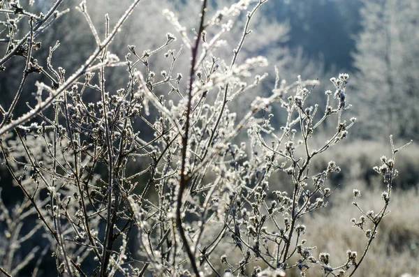 Hoarfrost on the grass — Stock Photo, Image