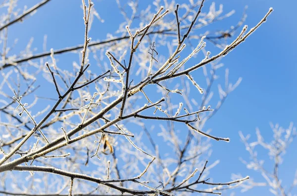 Morning frost on the branches of a tree — Stock Photo, Image