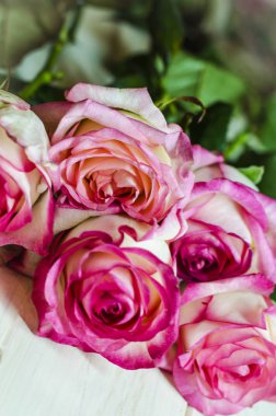 büyük bir plan ile pembe