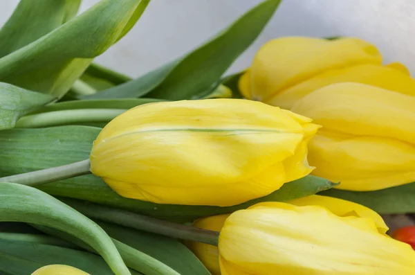 First spring yellow tulips Stock Picture