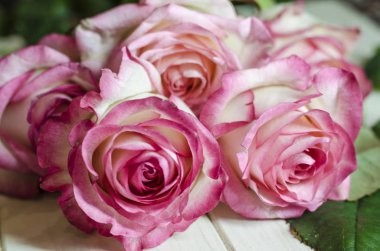 büyük bir plan ile pembe