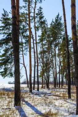 güzel kış manzara orman ile