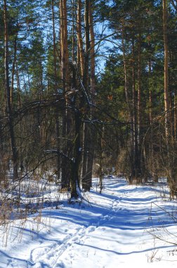Güzel kış manzarası