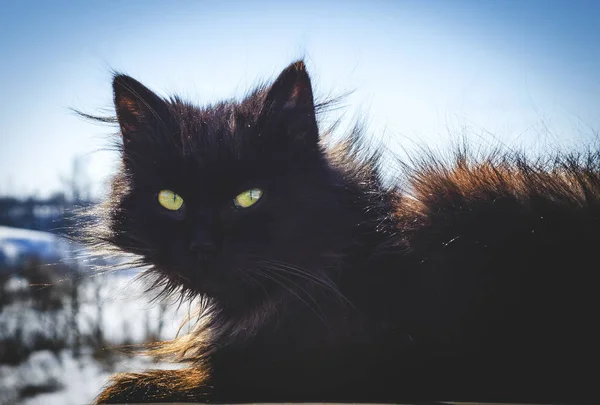 Black cat in the street — Stock Photo, Image