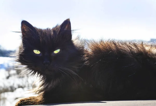 Черная кошка на улице — стоковое фото