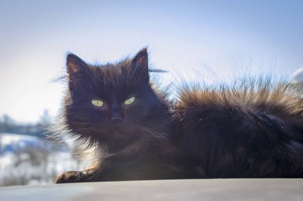 Černá kočka na ulici — Stock fotografie