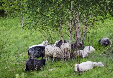 mera üzerinde koyun