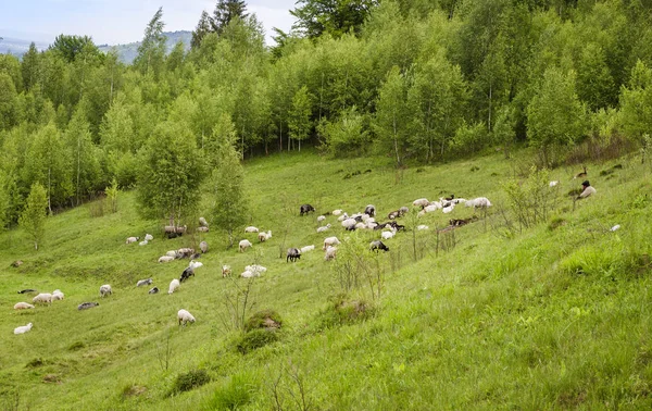 Sheep on pasture — Stock Photo, Image