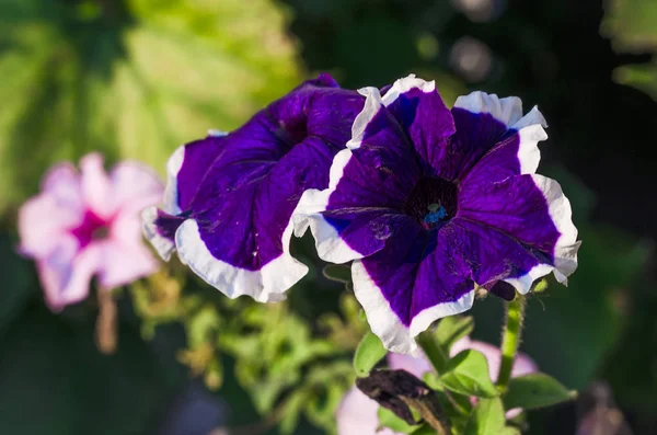 Petunias multicolores en macetas — Foto de Stock