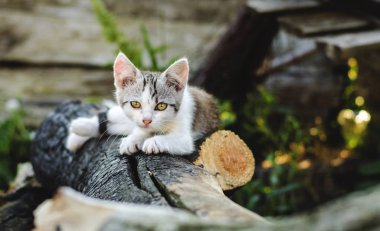 Bahçedeki yavru kedi