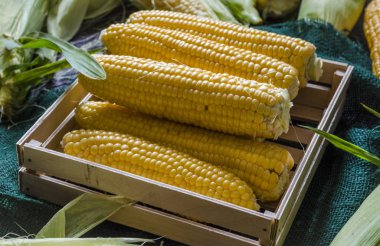 Kutudaki genç mısır