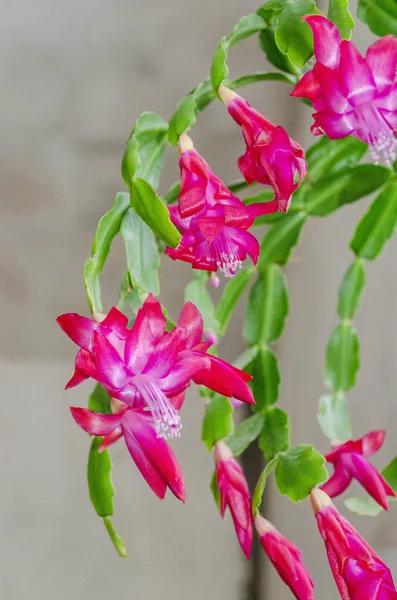 Fiori di Zigocactus rosa — Foto Stock