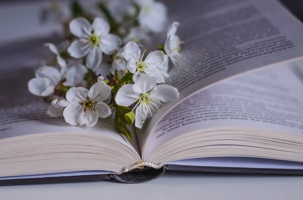 Nyitott Könyv Cseresznyefa Virágos Ágával Asztalon — Stock Fotó
