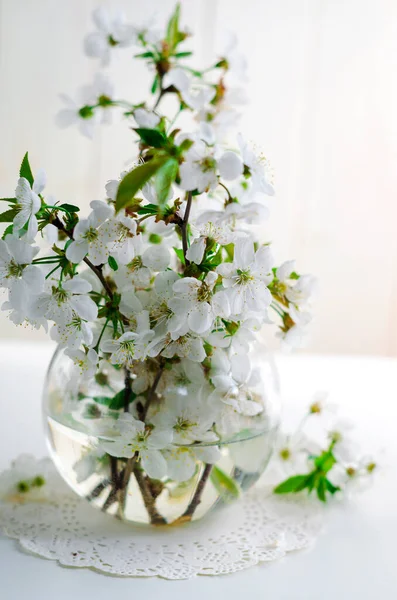 白い背景の花瓶に白い桜の花 — ストック写真