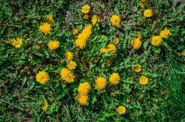 Kulbaba Jaune Spring Flower Pissenlit — Photo